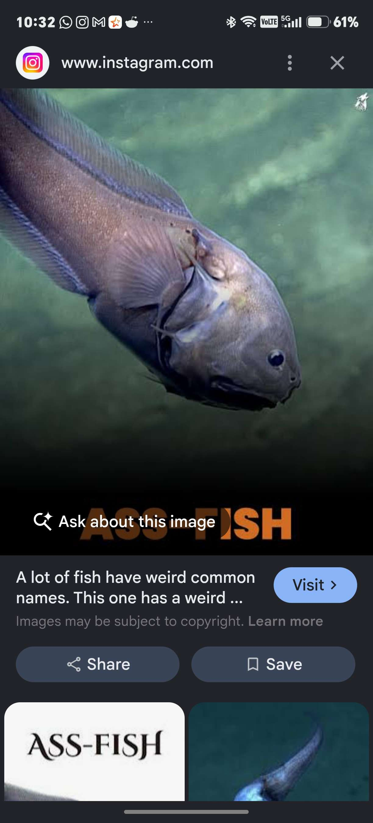 New Fish DIscovered in Ocean, image 1
